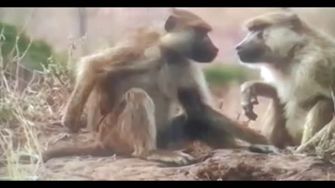 This Primate’s Human-Like Behavior Left Everyone Speechless 😲🧠”
