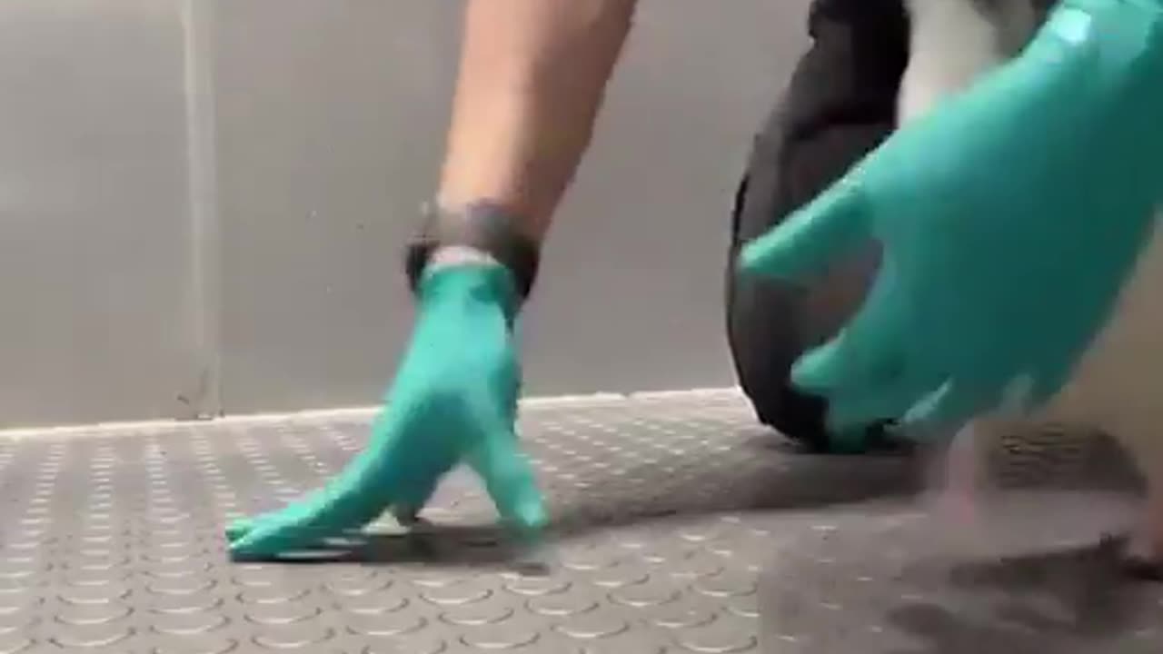 Penguin's reaction when his favorite vet comes to check him out.🤗🤗