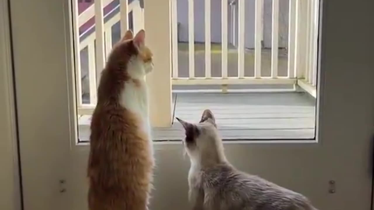 That is too cute
