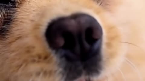 🐾 Video for Rumble: "5 Secrets of Animals That Few People Know!"