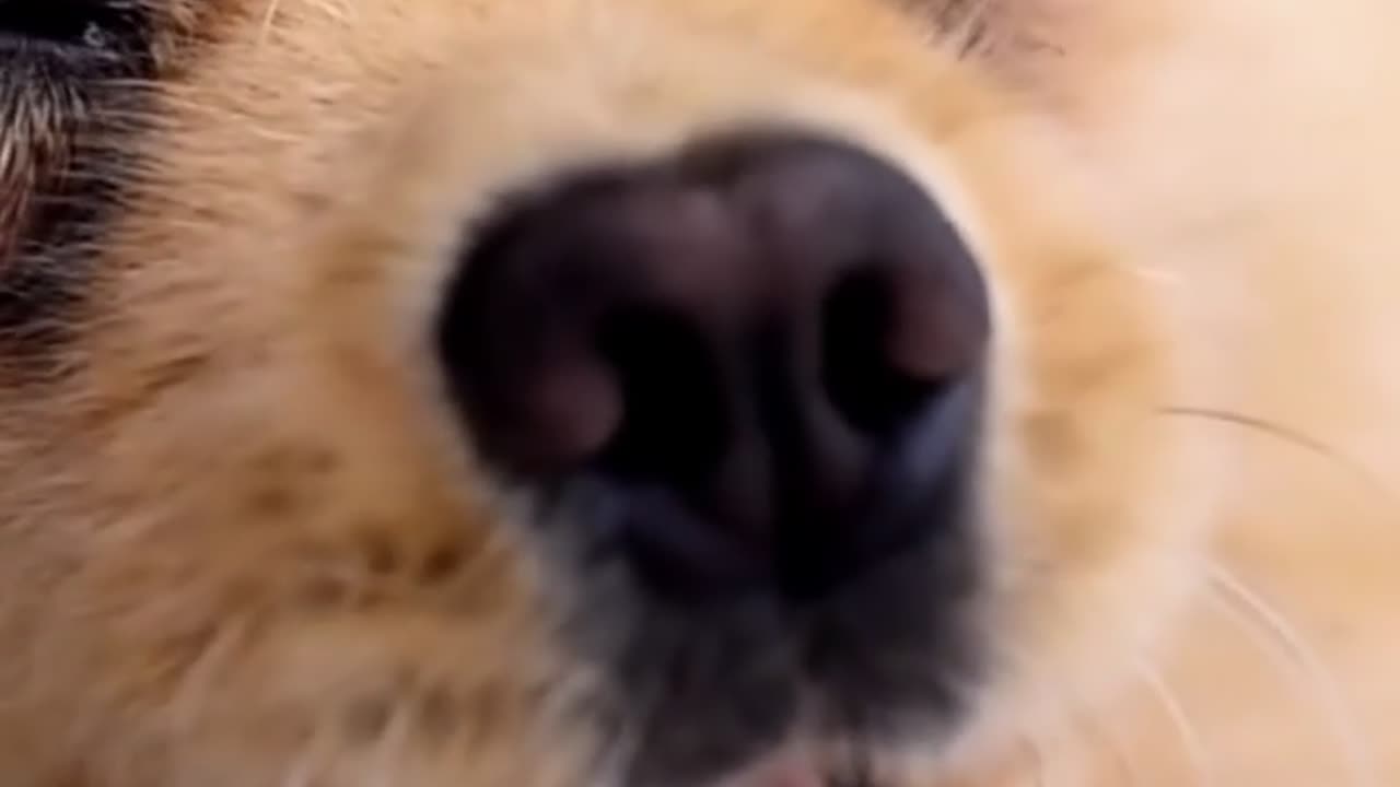 🐾 Video for Rumble: "5 Secrets of Animals That Few People Know!"