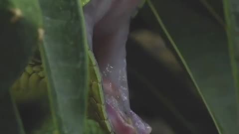 Close-up view of a venomous green snake