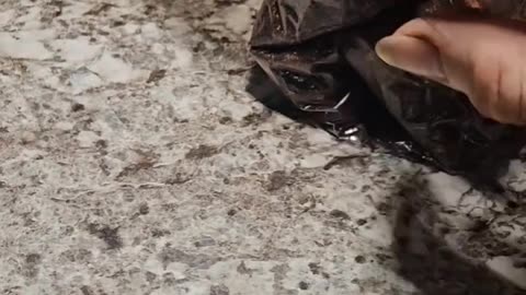 Omni mushrooms Spawn to bulk