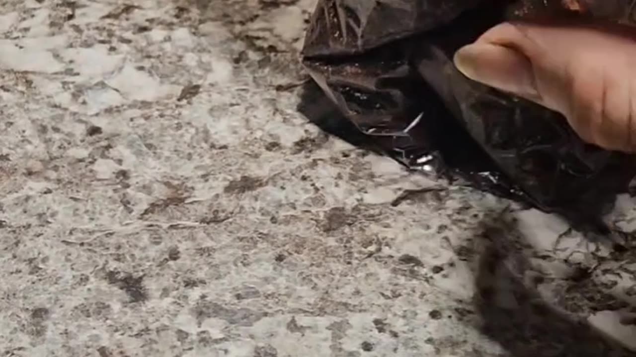 Omni mushrooms Spawn to bulk