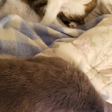 Classy lounging Cory. ♥️ #SparklegleamFarm #Cory #homestead #cat #catlovers #cute