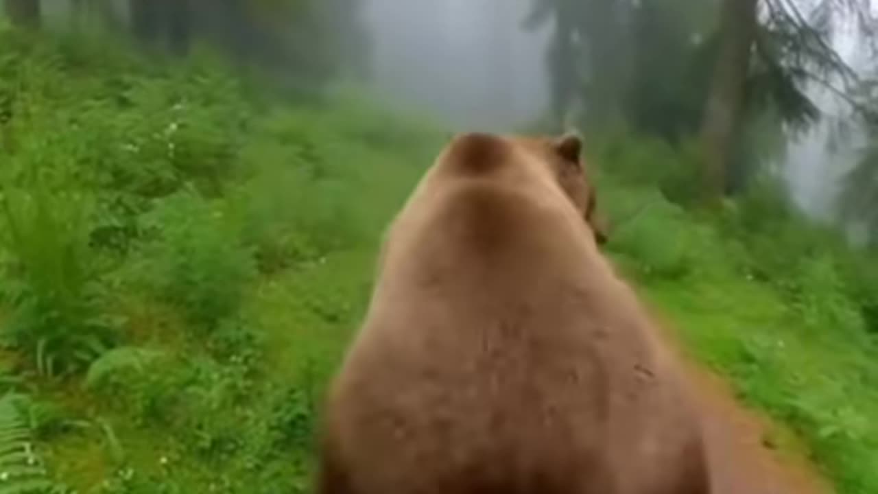 Bear Encounter