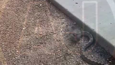 Funny video