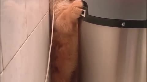 When your dog hears it's time to take a bath