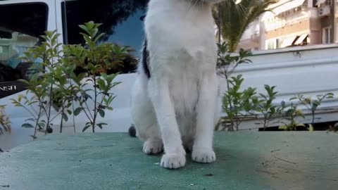 #short Pacific Cat #meme #humor