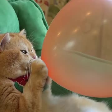 When Pets Act Like Humans – Too Funny!