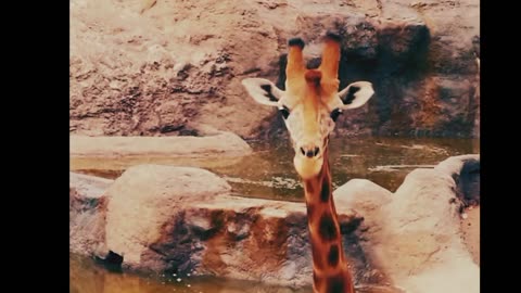 Giraffe Habitat: Exploring their Natural Home