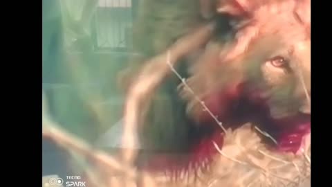 Buffalo Fights Back! Lion Left Bloody in Brutal Clash 💥🦁🐃