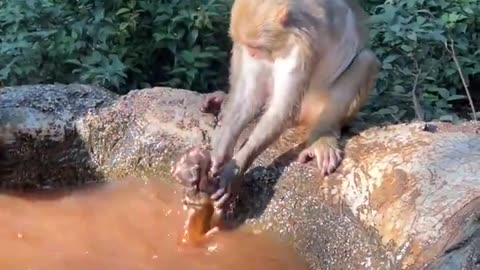 the mother monkey saw that her baby monkey was too dirty, so she took him to wash. 🐒🛁