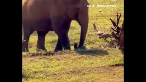 😂🐘 Cute Elephant Playing with a Tire! | FunFM