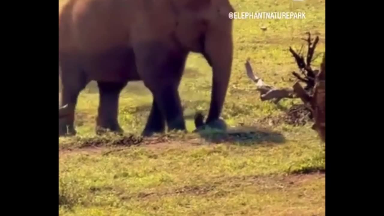 😂🐘 Cute Elephant Playing with a Tire! | FunFM