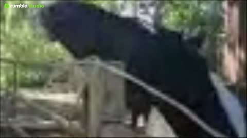 horses