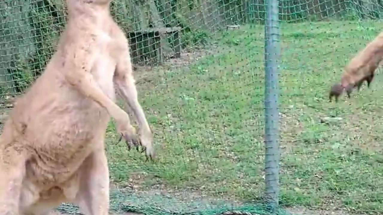 Kangaroo fights only in Australia 🇦🇺