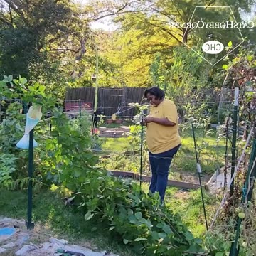 Building a Blackberry Trellis - #catshobbycorner #gardening