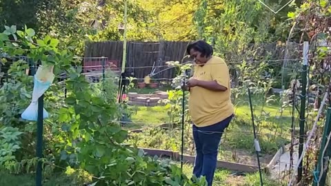 Building a Blackberry Trellis - #catshobbycorner #gardening