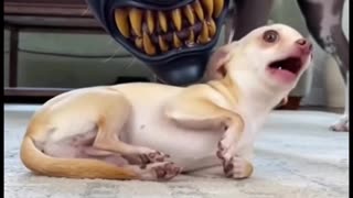 Great acting by the dog!