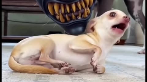 Great acting by the dog!