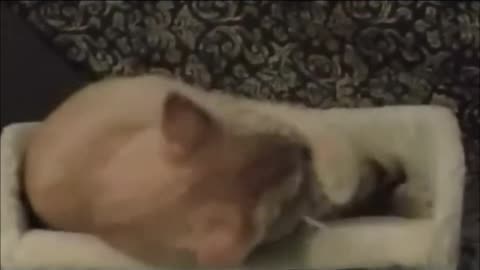 Rescued kittens first scratching post