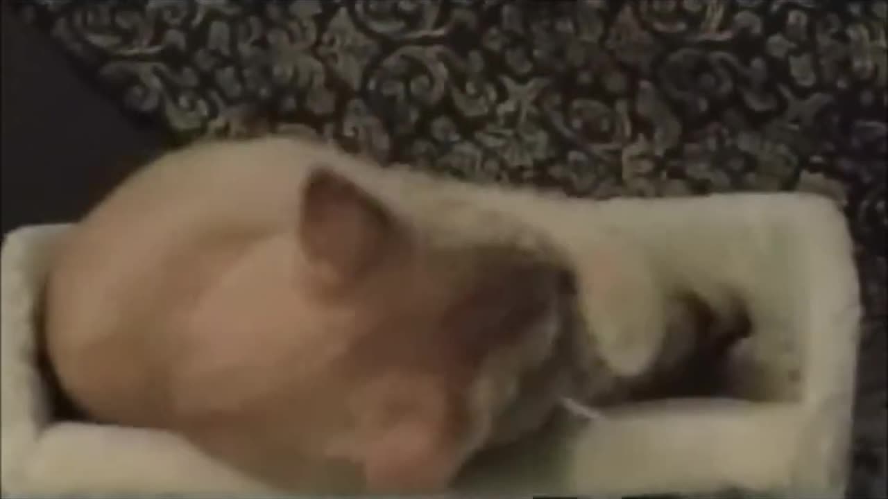 Rescued kittens first scratching post