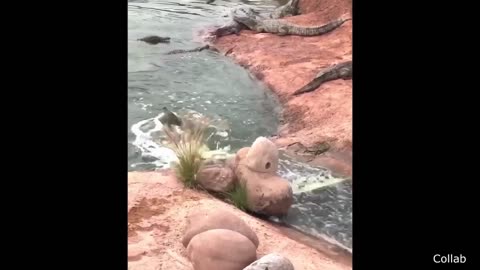 Funniest animal