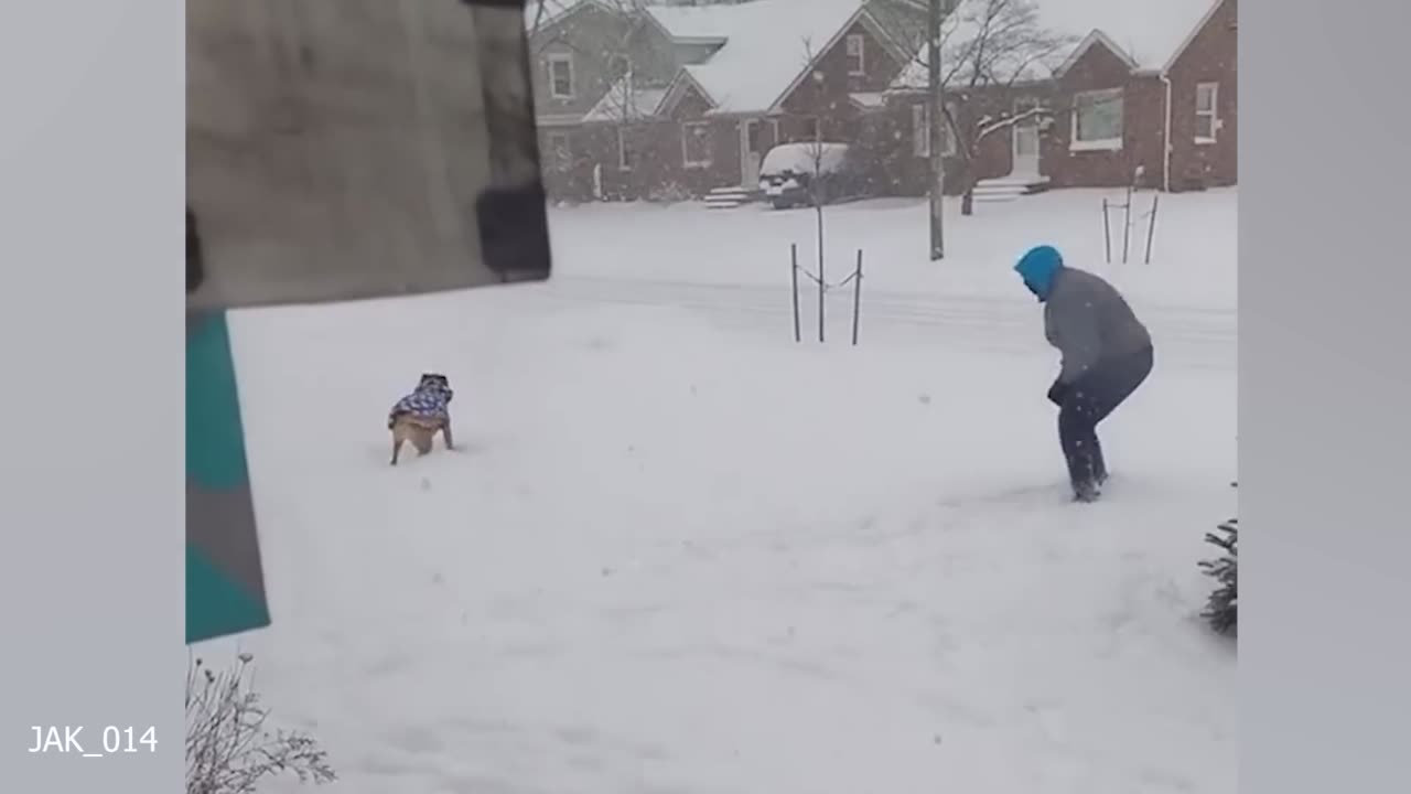 There are funny and cute pets at all