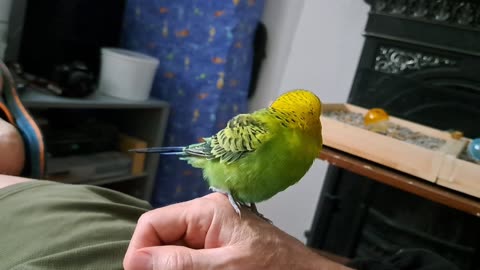 Gurgeh says, "Thank you, Daddeh"