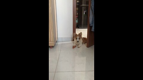 To To corgi funny