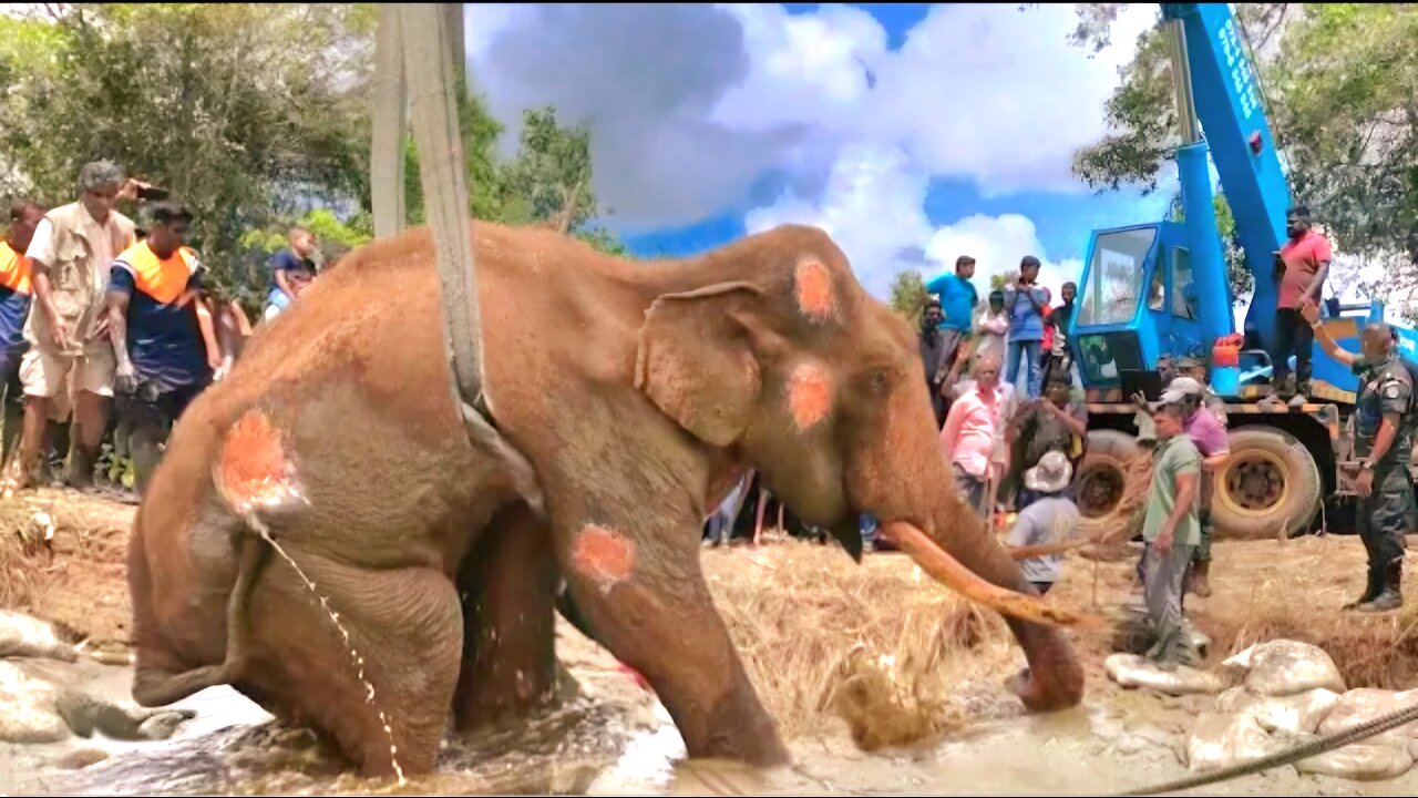 An operation to lift the sick tusker😥😥😥
