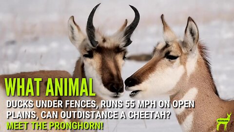 What Animal Ducks Under Fences, Hits 55 MPH on Open Plains, and Can Outdistance a Cheetah?