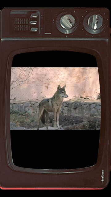 Silent shadow of India’s grasslands 🐺🇮🇳