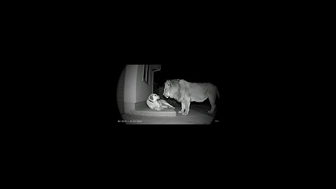 Dog and Lion Meet. . . Who Will Win?!?!