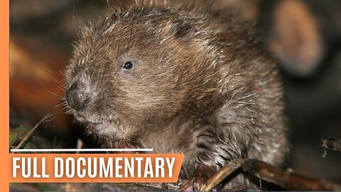 The Oder-Delta’s Wild Inhabitants - Discover the Lives of Sea Eagles, Wolves, and Wild Horses