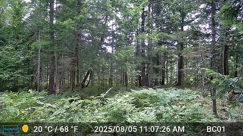 Peaceful Maine Woods 08-05-2025