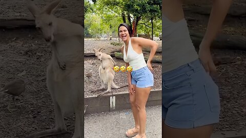 The Animals #funnyanimals #animals #pets #shorts