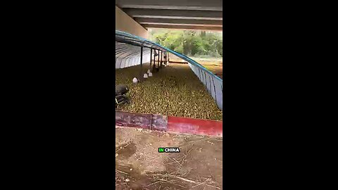 Breeding of chickens