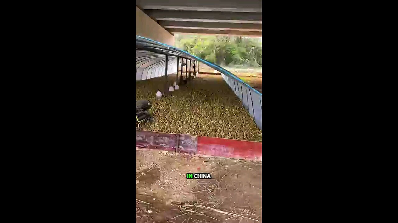 Breeding of chickens