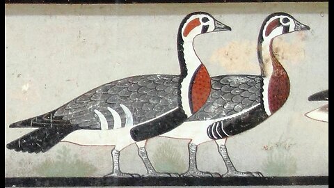 Meidum Goose