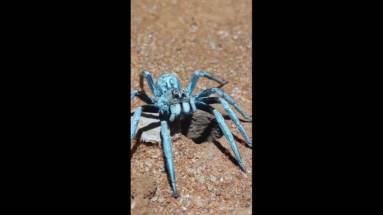 Wolf spiders have independently evolved the ability to create trapdoors