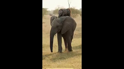 Funny videos you ever seen 😎