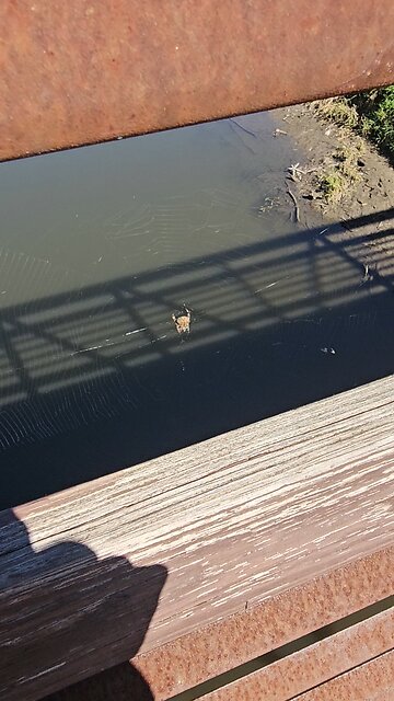 Big Spider in Web on Bridge Over Salt Creek