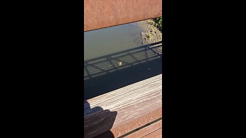 Big Spider in Web on Bridge Over Salt Creek