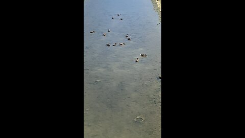 Mallard Ducks 🦆 #mallardducks #followme #shorts #viral #trending #ducks
