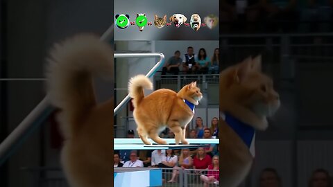 Panda vs Dinosaur vs Cat vs Dog vs Gorilla-Diving Challenge