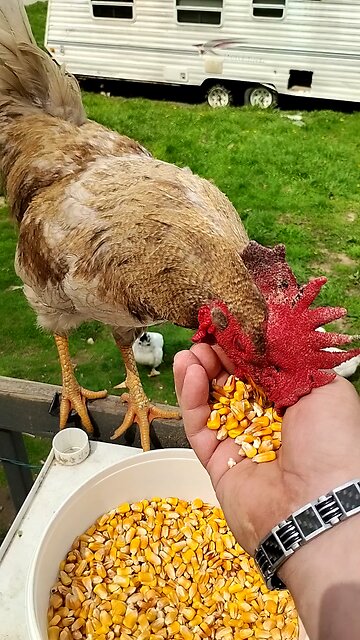 Rooster eating from my hand