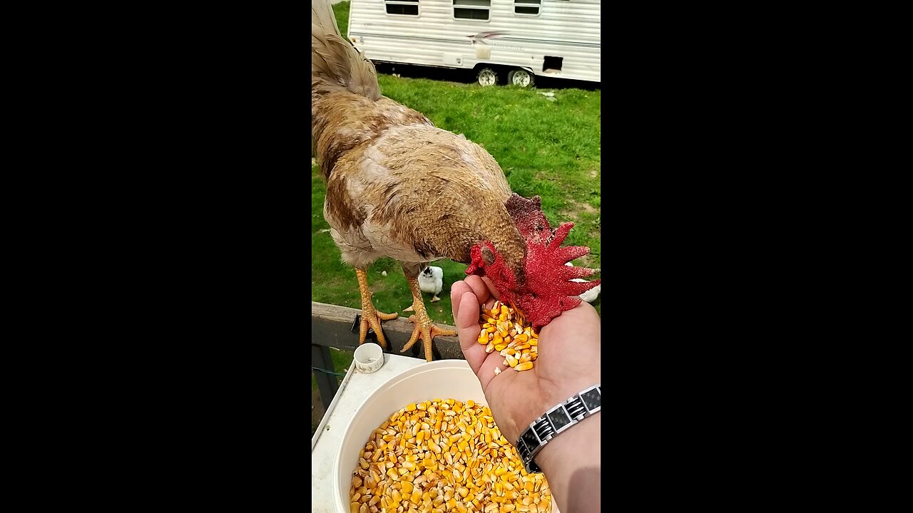 Rooster eating from my hand