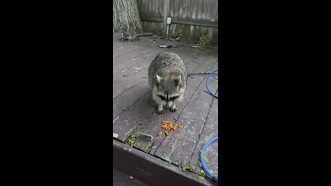 Racoon